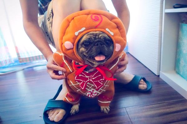 /Images/uploads/PUG NATION RESCUE OF LOS ANGELES/pugnationcalendar/entries/2411thumb.jpg